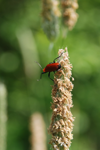 Common Cardinal Beetle, Elst, Pays-Bas, photo 8 of 10
