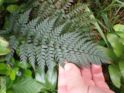 Polystichum neozelandicum observed 2026-10-16