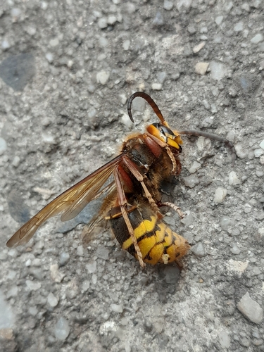 European Hornet
