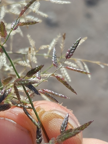 Little Lovegrass