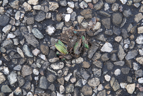 Golden Ground Beetle, Beuningen, Pays-Bas, photo 10 of 10