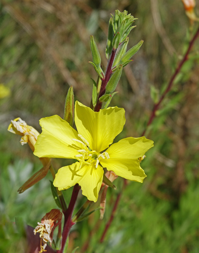 iNaturalist observation photo of tall evening primrose