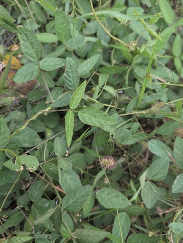 Wild Soybean