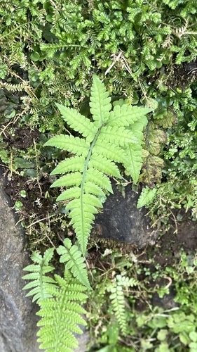 Japanese lady fern