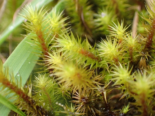 Breutelia pendula observed 2026-10-16