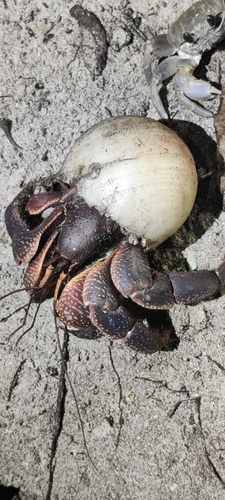 Coenobita brevimanus observed 2026-10-13