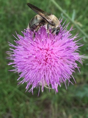 Xylocopa virginica texana