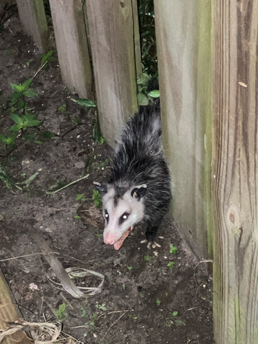 Virginia Opossum