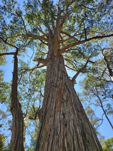 Eucalyptus obliqua observed 2026-10-16