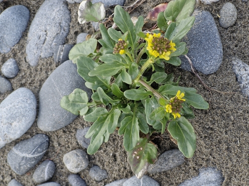 Senecio lautus observed 2026-10-16