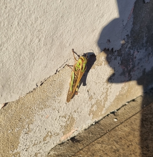 Migratory Locust