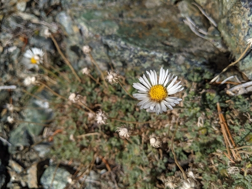 Erigeron compositus observed 2026-10-15