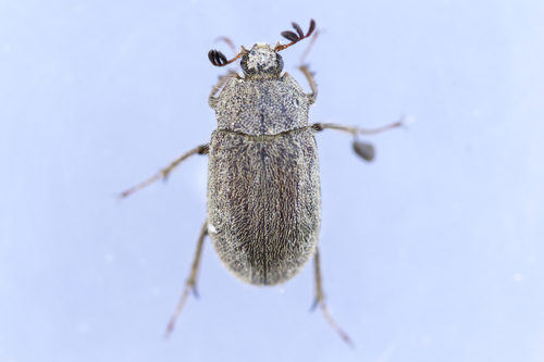 Nicagus obscurus photo 2
