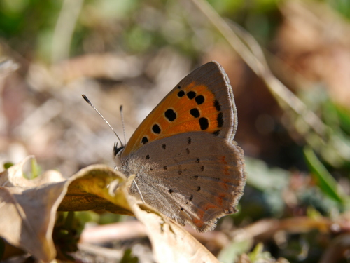 Small Copper