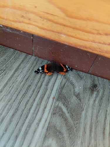 Red Admiral