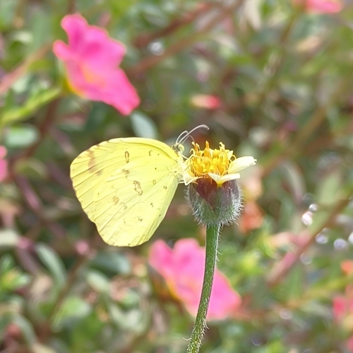 Common Grass Yellow