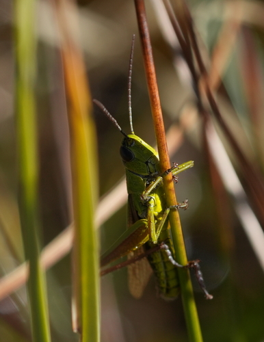 Chorthippus montanus observed 2026-10-12