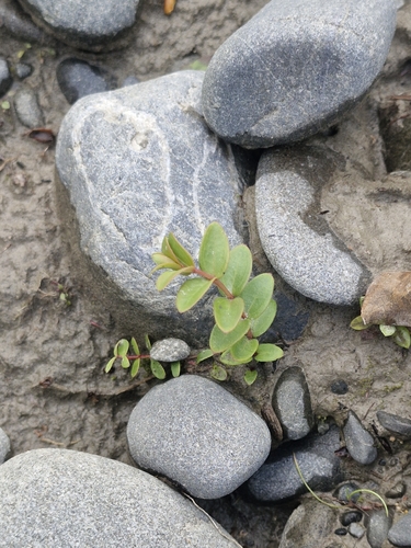 Coriaria sarmentosa observed 2026-10-16