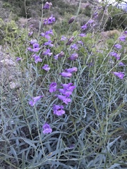 Penstemon sepalulus