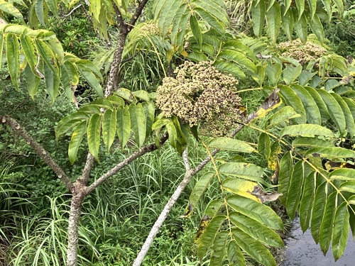 Zanthoxylum ailanthoides observed 2026-10-16