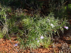 Eremophila gilesii