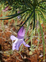 Eremophila gilesii