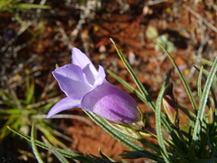 Eremophila gilesii