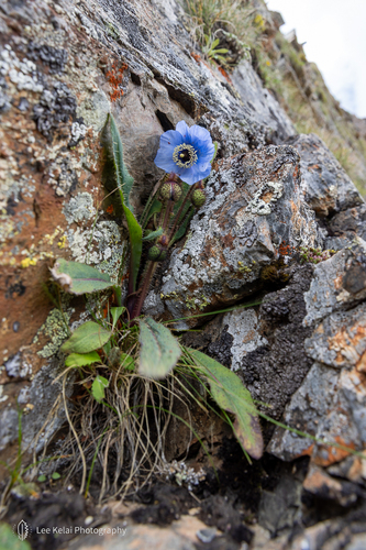 Meconopsis lancifolia, 2021-08-07