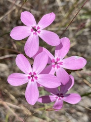 Phlox colubrina