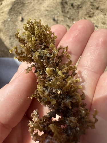 Sargassum aquifolium observed 2026-10-15