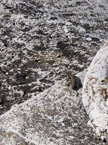 Common Wall Lizard