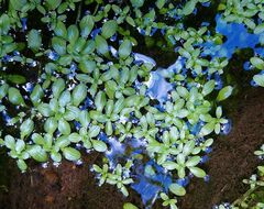 Callitriche wightiana