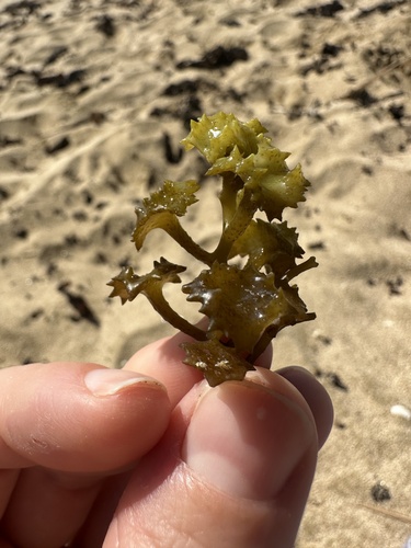Turbinaria ornata observed 2026-10-15