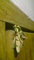 Batocnema coquerelii