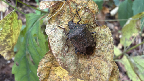 Brown Marmorated Stink Bug