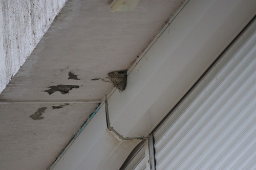 iNaturalist image