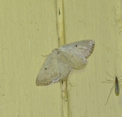 Lomographa glomeraria