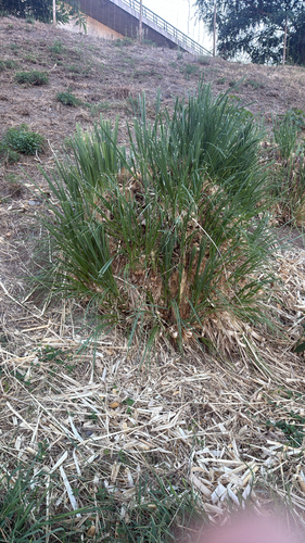 Pampas Grass