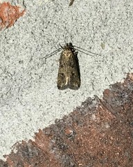 Glyphidocera democratica