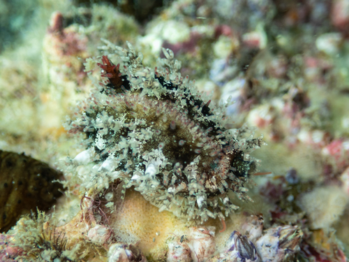 Cypraea labrolineata observed 2026-10-16