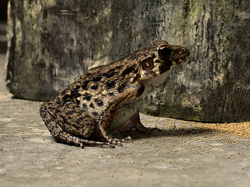 Rough-sided frog