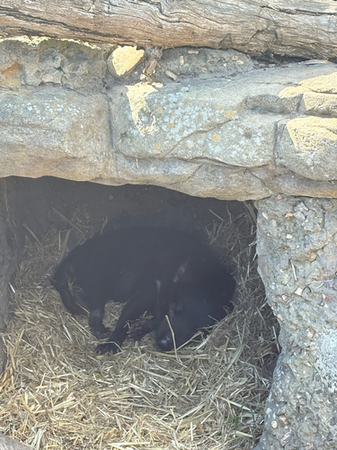 Tasmanian Devil