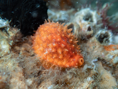 Cypraea cribraria observed 2026-10-16
