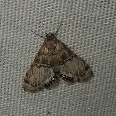 Petrophila confusalis