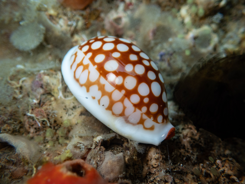 Cypraea cribraria observed 2026-10-16