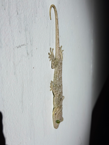 Gekko smithii observed 2026-10-14