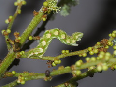 Pingasa ruginaria pacifica