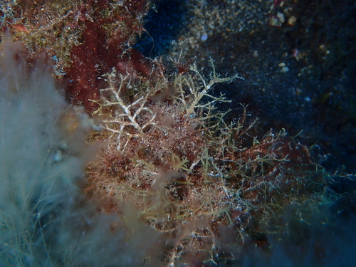 Cystoseira compressa observed 2026-10-08