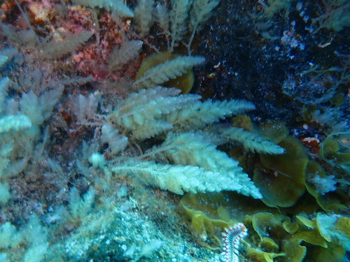 Asparagopsis taxiformis observed 2026-10-08