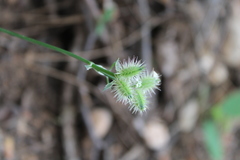 Torilis nodosa